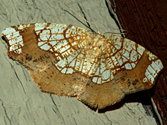 Horned Spanworm Moth